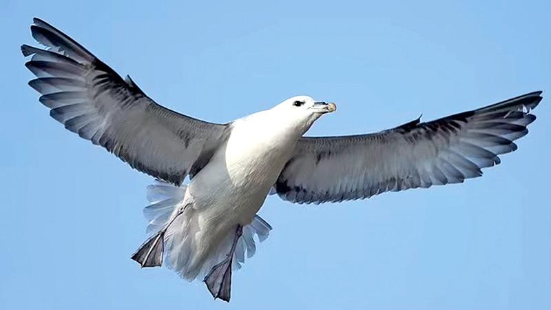 The fulmar flies over the sea on stiff wings, with shallow wingbeats, gliding and banking to show its white and grey upperparts