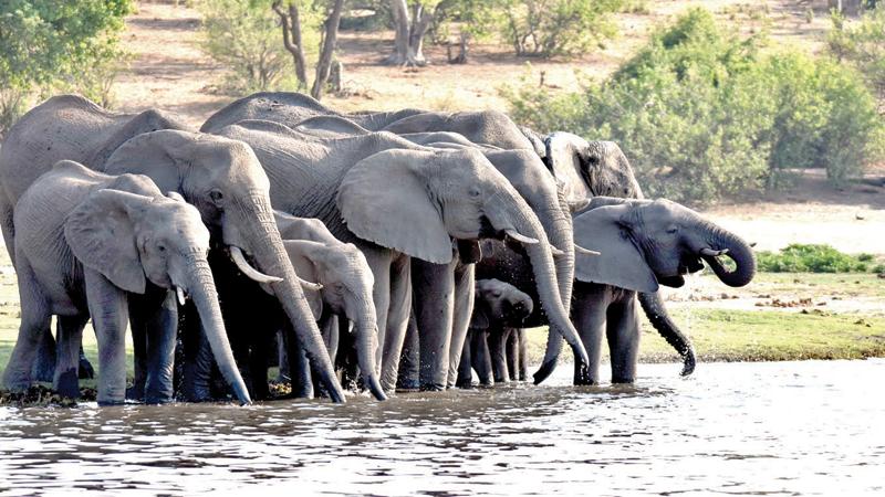 Living with the world’s largest elephant population | Sunday Observer