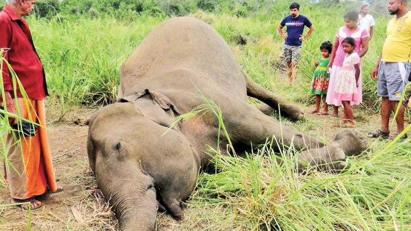 Sri Lanka at war with elephants? 176 killed by animals last year - NZ Herald