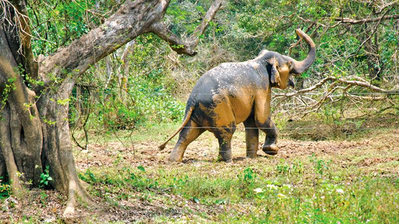 An elephant at the Somawathiya National Park