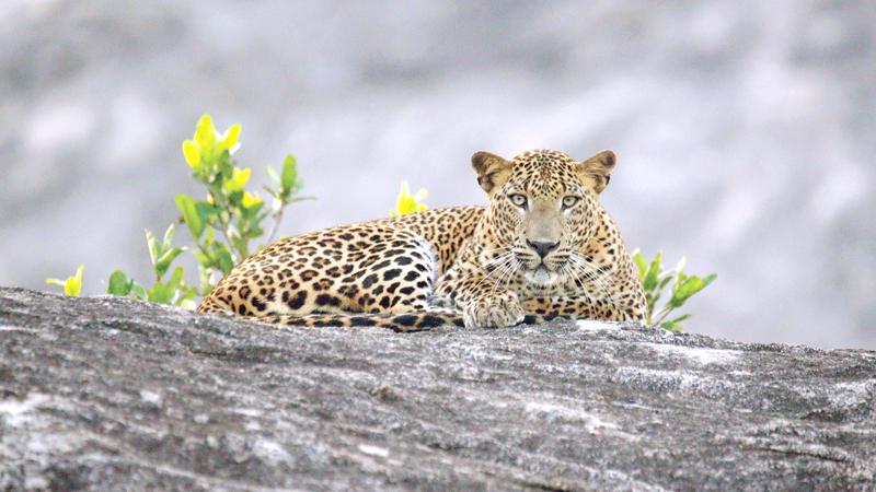 Yala is home to a significant population of leopards