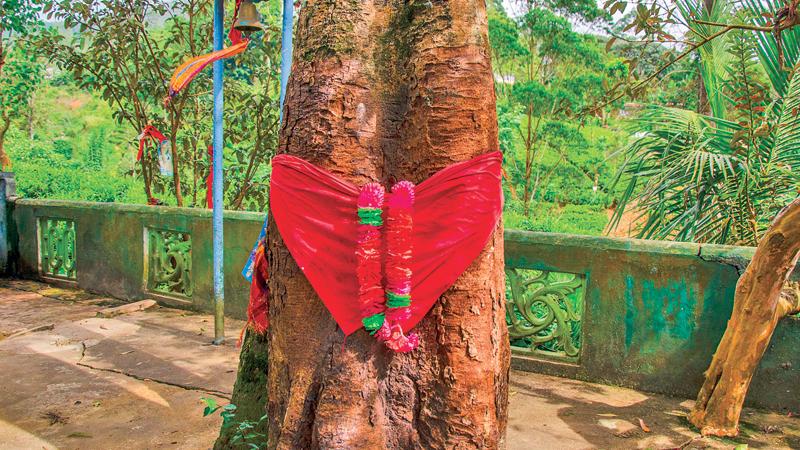 A sacred cloth wrapped around a tree in a shrine at Maskeliya