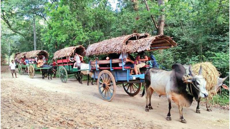 Tourists in bullock carts in Sigiriya