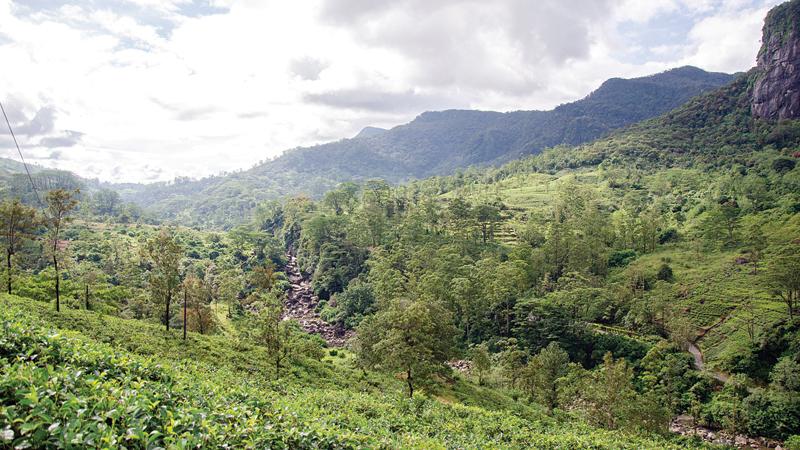 A carpet of lush tea plantations in the surrounding landscape
