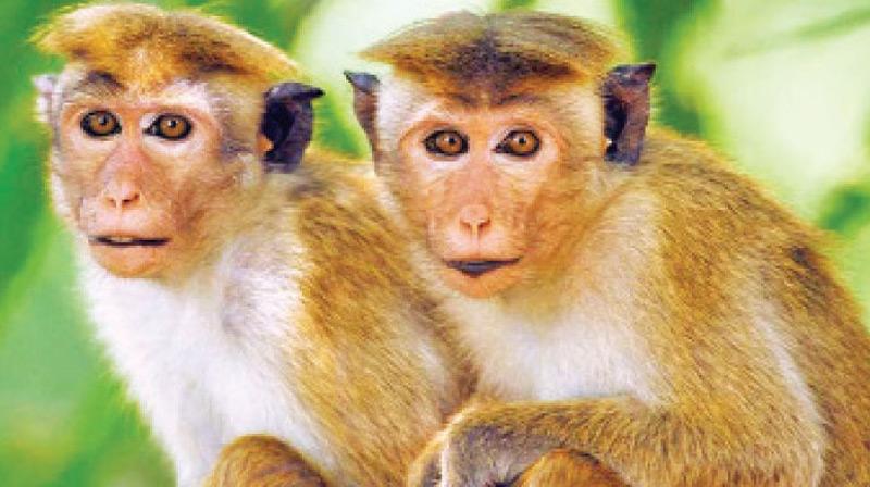 Sri Lanka scraps proposal to export monkeys to China