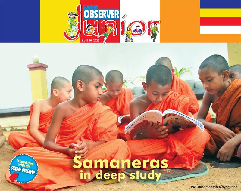 Samaneras in deep study.  Pic: Dushmantha Mayadunne