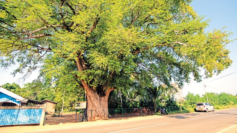 The tamarind tree in Migahajadura where Leonard Woolf set up the mobile court under the tree