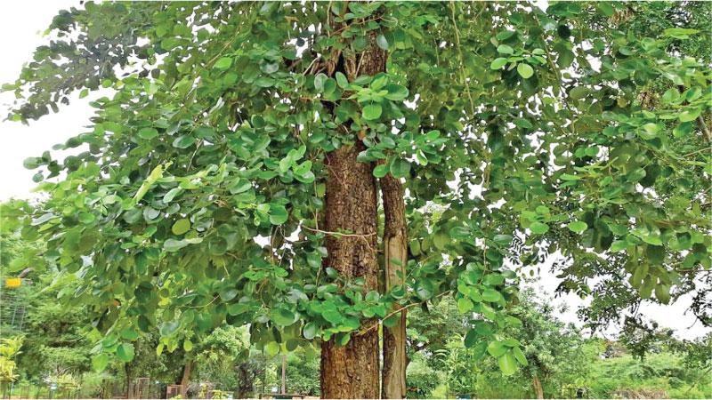 Nursery Live Rare Indian Sandalwood Tree Plant (Santalum album) 1 Healthy  Live Plant (Seedling) : Amazon.in: Garden & Outdoors