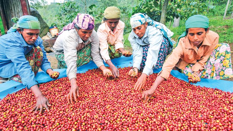 Coffee harvest