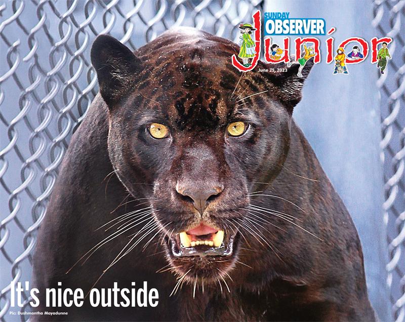 Leya, the black female jaguar at the Dehiwala Zoo seems to find the outside world fascinating. Pic: Dushmantha Mayadunne