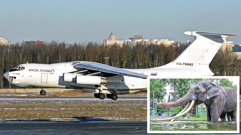 The special aircraft carrying Thailand gifted tusker Muthu Raja or Sak Surin landed at the Chiang Mai Airport yesterday afternoon.