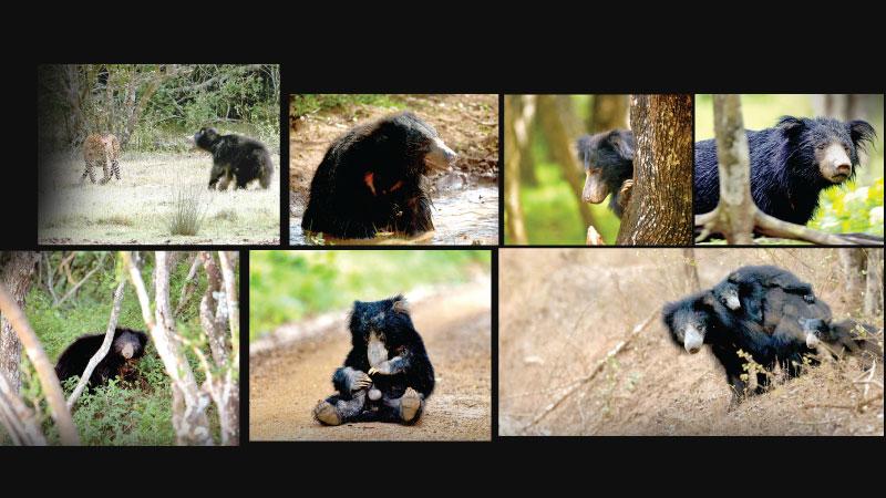 Sloth Bear and Leopard Encounter at Wilpattu  pix by Kithsiri Gunawardena