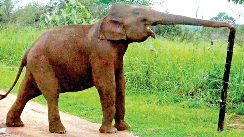 An elephant trying to break an electric fence