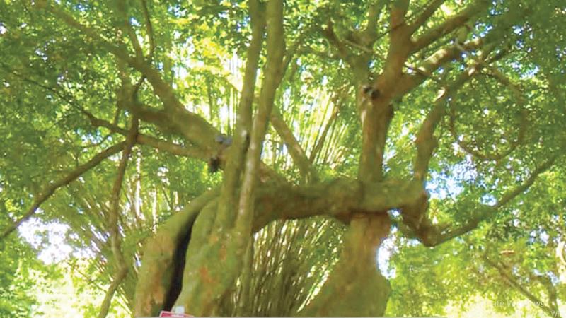 Crudia zeylanica tree at Gampaha Botanical Gardens.