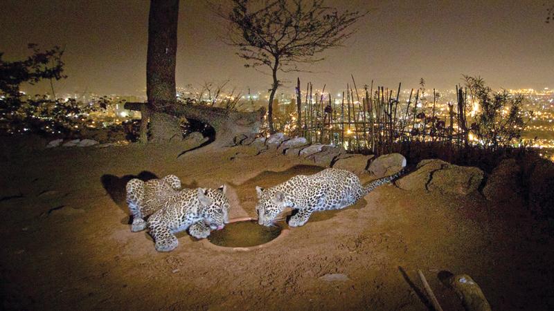 Leopards in the city