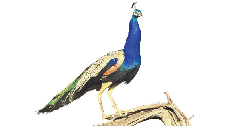 Why are peacock tail feathers so enchanting?