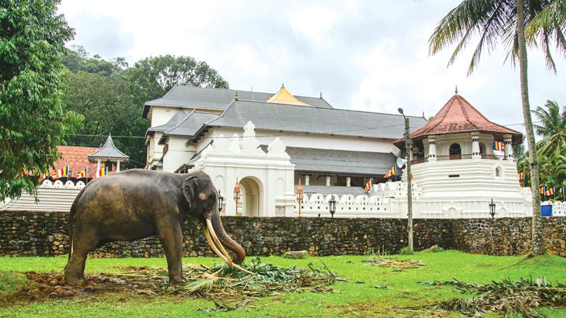 A lone elephant raises its trunk near the Natha Devale. In the background is the temple complex of the Tooth Relic (Sri Dalada Maligawa)